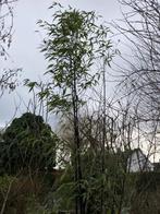 Phyllostachys nigra, Enlèvement, Bambou