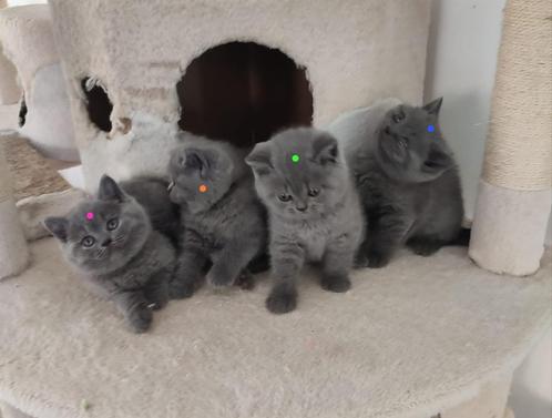 Britse korthaar kittens (3 gereserveerd), Animaux & Accessoires, Chats & Chatons | Chats de race | Poil ras, Chat, 0 à 2 ans, Avec puce électronique