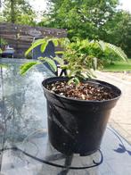 Albizai/Perzische slaapboom Bonsai, Ophalen