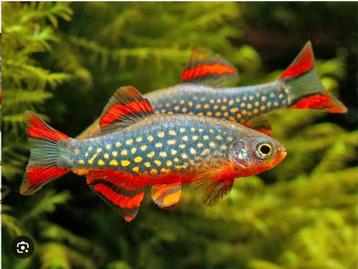 Galaxy Rasbora / Parelhoen Danio Sterke Nakweek