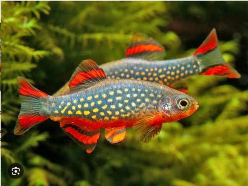 Galaxy Rasbora / Parelhoen Danio Sterke Nakweek, Animaux & Accessoires, Poissons | Poissons d'aquarium, Poisson d'eau douce, Poisson