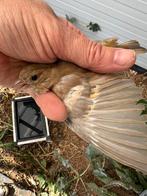 Botvinken wk en mutaties, Dieren en Toebehoren, Vogels | Overige Vogels, Vrouwelijk, Wildzangvogel, Geringd