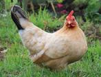 Chabo krielkippen jonge hennen beschikbaar, Femelle, Poule ou poulet