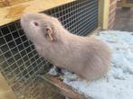 Cuy cavia beertje, Dieren en Toebehoren, Knaagdieren, Cavia, Mannelijk, Tam, Oktober