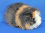 lieve CH Teddy beertje te koop, Dieren en Toebehoren, Knaagdieren, Cavia, Mannelijk, Tam, Oktober
