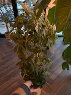 Schefflera, Ophalen, Overige soorten, Halfschaduw, Minder dan 100 cm