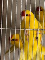Gele kakarikis te koop, Meerdere dieren, Parkiet