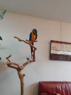 Geel-blauwe Ara, Dieren en Toebehoren, Vogels | Parkieten en Papegaaien, Mannelijk, Papegaai, Geringd