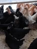 jeunes marans âgés de 4 mois (œuf = brun foncé), Poule ou poulet, Femelle