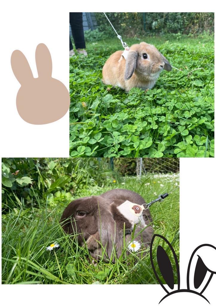 Rabbit Ram, Dieren en Toebehoren, Konijnen, Mannelijk