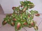 Coleus siernetel moederplant + 3 potjes met stekken, Huis en Inrichting, Kamerplanten, Ophalen