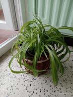 Groene kamerplant chlorophytum (zonder dekpot), Huis en Inrichting, Kamerplanten, Overige soorten, Minder dan 100 cm, Ophalen of Verzenden