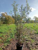 Steeneik, Tuin en Terras, Bloeit niet, Overige soorten, 100 tot 250 cm, Ophalen