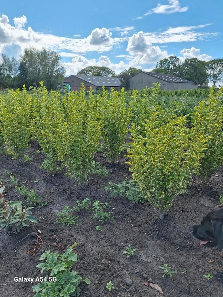 Ligustrum ovalifolium aureum, bonte liguster tot 100 cm, Tuin en Terras, Planten | Struiken en Hagen, Liguster, Ophalen of Verzenden
