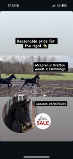 Mclaren x Bretton woods jaarling, Dieren en Toebehoren, Hengst, Dressuurpaard