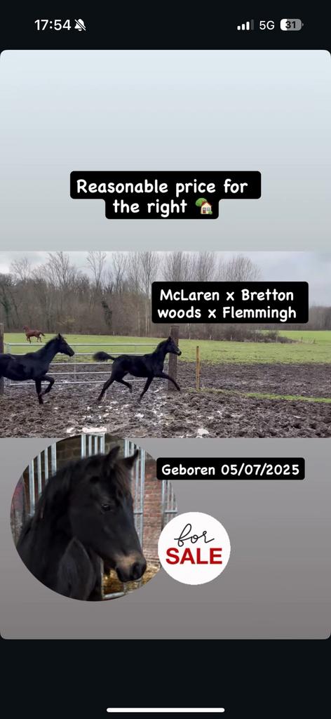 Mclaren x Bretton woods jaarling, Animaux & Accessoires, Chevaux, Étalon, Cheval de dressage