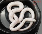 Korenslang - Pantherophis guttatus (Palmetto Ultramel), Dieren en Toebehoren, Slang, Tam, 0 tot 2 jaar