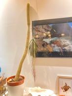 Cactus, Ophalen, Cactus