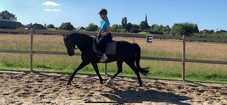 Super brave D pony zoekt nieuwe thuis., Dieren en Toebehoren, Pony's, Merrie, D pony (1.37m tot 1.48m), 11 jaar of ouder, Met stamboom