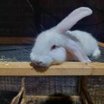 franse hangoor ram met vliegtuigoren VERMINDERDE PRIJS, Dieren en Toebehoren, Konijnen, Mannelijk, Groot, Hangoor, 0 tot 2 jaar