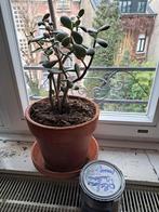 Plante succulente crassula ovata, Huis en Inrichting, Kamerplanten, Ophalen of Verzenden, Vetplant