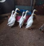 Laatste 4 witte indische loopeenden, Dieren en Toebehoren, Pluimvee, Meerdere dieren, Eend