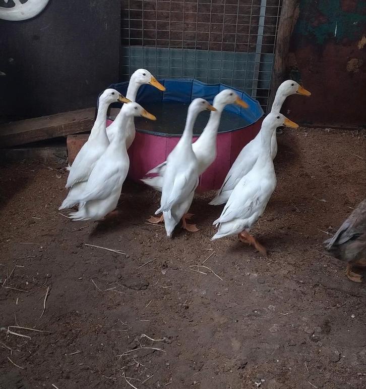 Laatste 4 witte indische loopeenden, Dieren en Toebehoren, Pluimvee, Eend, Meerdere dieren