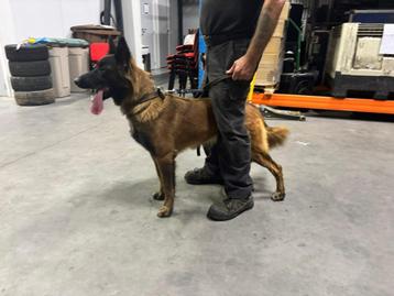 Mechels herder teefje met NVBK stamboom !!. beschikbaar voor biedingen