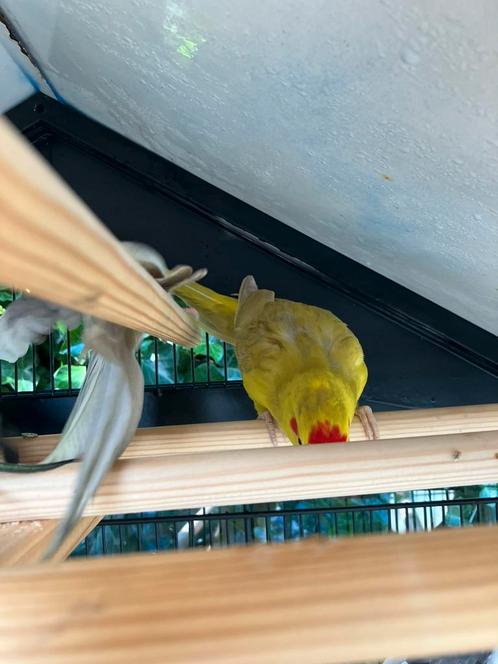 HALF TAMME KAKARIKI EN VALKPARKIETEN VANAF 50 EURO/STUK, Dieren en Toebehoren, Vogels | Parkieten en Papegaaien, Parkiet, Meerdere dieren