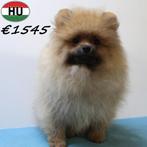 Dwergkeesjes (pups) mini fluffy hartendiefjes, Dieren en Toebehoren, 15 weken tot 1 jaar, Buitenland, CDV (hondenziekte), Meerdere