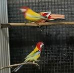 Rosella parkieten, Dieren en Toebehoren, Vogels | Parkieten en Papegaaien