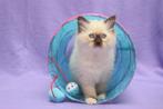 Ragdoll kitten met fife stamboom, Dieren en Toebehoren, Katten en Kittens | Raskatten | Langhaar, Poes, Gechipt, 0 tot 2 jaar