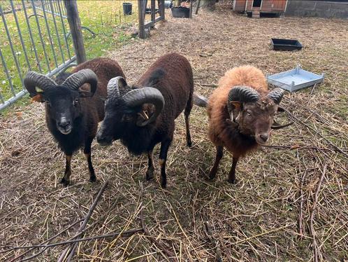 3 rammen te koop (1x Ouessant en 2x Soay), Dieren en Toebehoren, Schapen, Geiten en Varkens, Schaap, Mannelijk, 0 tot 2 jaar