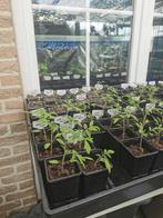 Tomaten te koop (55 variëteiten), Jardin & Terrasse, Plantes | Jardin, Annuelle, Plein soleil, Enlèvement, Plantes potagères