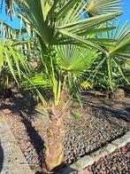 palmbomen, Ophalen, Volle zon, Palmboom, 100 tot 250 cm