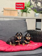 langhaar kaninchen teckel, Dieren en Toebehoren, Honden | Teckels en Dashonden, Kaninchen, België, CDV (hondenziekte), 8 tot 15 weken
