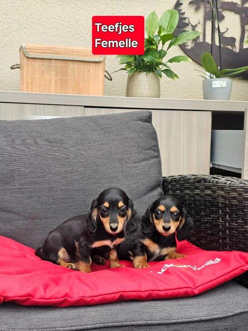 langhaar kaninchen teckel, Dieren en Toebehoren, Honden | Teckels en Dashonden, Meerdere dieren, Langhaar, Kaninchen, Fokker | Professioneel