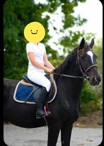 Halve stal aangeboden geetbets, Dieren en Toebehoren, Met stamboom, B, Ruin, 3 tot 6 jaar