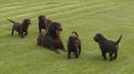 Labrador retriever pups op boerderij geboren(geteste ouders), CDV (hondenziekte), Meerdere, 8 tot 15 weken, België