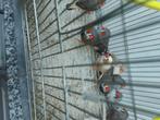 5kppls zebravinken 40€, Dieren en Toebehoren, Vogels | Kanaries, Meerdere dieren, Bastaard