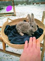 Vlaamse reuzen, Dieren en Toebehoren, Konijnen