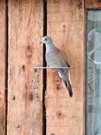 Diamantduif split voor bont, Dieren en Toebehoren, Pluimvee