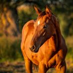 Hengste veulen kashmir van schutter x Senecio Z, Dieren en Toebehoren, Paarden, Hengst, M