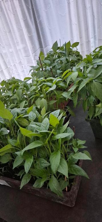 Planten, Tuin en Terras, Ophalen
