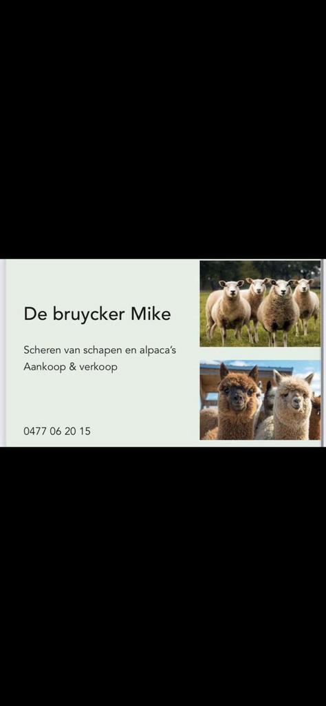 Scheren van alle soorten schapen&alpaca’s, Dieren en Toebehoren, Schapen, Geiten en Varkens, Schaap, Geslacht onbekend
