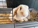 Lief hangoor konijn met kooi, Dieren en Toebehoren, Konijnen, Mannelijk, Middelgroot, Hangoor