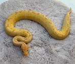 0.1 Banana Blade Pinstripe Clown (Ballpython / Python Regius, Slang, 0 tot 2 jaar