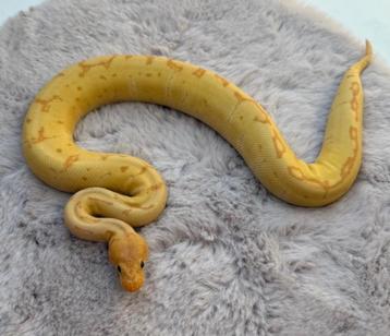 0.1 Banana Blade Pinstripe Clown (Ballpython / Python Regius, Serpent, 0 à 2 ans