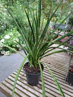 sanseveria, Huis en Inrichting, Ophalen