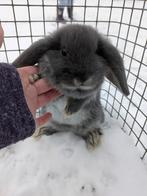 Dwergkonijntjes, Plusieurs animaux, Nain, Oreilles tombantes, 0 à 2 ans